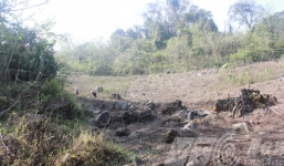 Kinh hoàng thiếu nữ 13 tuổi bị cọp khổng lồ ăn thịt ở Tuyên Quang