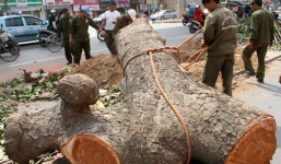 Báo quốc tế quan tâm đặc biệt việc chặt 6.700 cây xanh ở Hà Nội