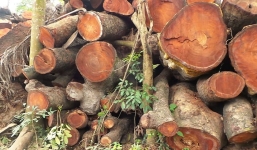 Chặt cây Hà Nội: Bãi tập kết cây “bí mật” bị phát hiện