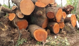 Chặt cây Hà Nội: Cận cảnh bãi tập kết cây khủng giữa Hà Nội