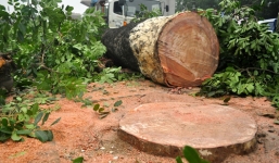 Gần 36 triệu đồng để chặt một cây xà cừ ở Hà Nội