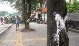 Hà Nội chặt cây: Đánh số mỗi cây hết gần 700.000 đồng?