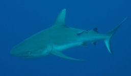 Một du khách bị cá mập cắn chết tại biển Đỏ