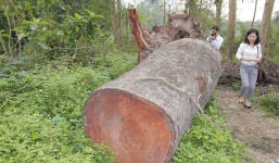 Tìm ra bãi tập kết gỗ xà cừ bị chặt hạ trên đường Nguyễn Trãi