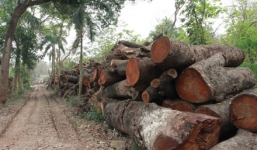 Tiết lộ đơn giá sốc: Chặt 1 cây xà cừ chi phí 35 triệu đồng