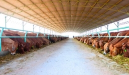 Trại bò nghỉn tỉ của bầu Đức và 2 nữ đại gia “máu mặt”