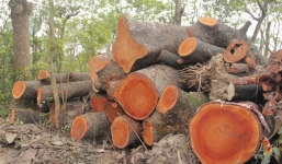 Vụ chặt cây xanh ở Hà Nội: Đề nghị Thanh tra Chính phủ vào cuộc