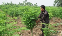 Những cây trồng dễ dàng biến bạn thành tỷ phú