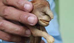 Chó lạ ngâm rượu thành 'thần hộ mệnh'?