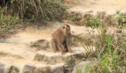 Đã bắt được con khỉ 'thích' tấn công phụ nữ ở Đà Nẵng