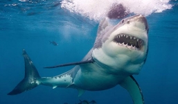 Du khách tử vong vì bị cá mập tấn công khi đang bơi trên biển