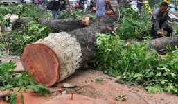 Vụ chặt hạ cây xanh ở Hà Nội: Tiết lộ gây sốc của dân buôn gỗ