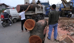 Chặt cây xanh ở Hà Nội: PGĐ Sở Xây dựng nói gì sau khi bị kiểm điểm?