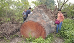 Gỗ xà cừ chủ yếu được dùng làm hàng rào?