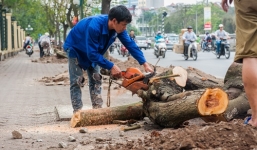 Vụ chặt hạ 6.700 cây xanh: Đình chỉ 3 cán bộ liên quan