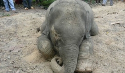 Đồng Nai: Phát hiện voi con 5 tuổi chết dưới mương nước