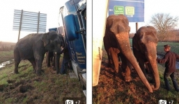 Video: 2 chú voi đẩy nghiêng xe tải 18 bánh