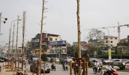 Chặt cây xanh Hà Nội: Sở Xây dựng trả lời kiểu “có cho xong”