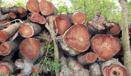 Hà Nội chẻ cây cổ thụ làm hàng rào, Myanmar mang cây gãy đổ vào bảo tàng