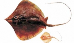 Cận cảnh cá đuối 'khổng lồ' lao lên bờ săn mồi