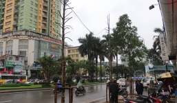 Xôn xao cây trên đường Nguyễn Chí Thanh ra hoa sau 1 đêm