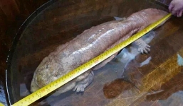 Bắt được kỳ nhông 'hóa thạch sống' khổng lồ