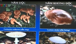 Hòa Bình: Hai người chết vì ăn nấm độc