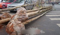 Chuyện thu mua vàng tâm ở Yên Bái với giá ngất ngưởng