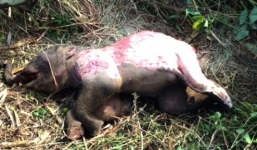 Phát hiện voi rừng 100kg chết bị lột da, cắt 4 đế chân