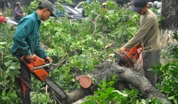 Chặt 6.700 cây xanh: Hà Nội hành xử như Hà Nội là của riêng mình