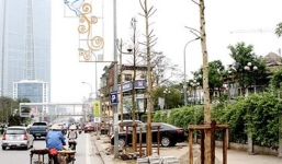 Cây gỗ mỡ: 'Bán được 300 nghìn/cây sướng quá'