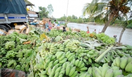 Thương lái Trung Quốc 'quay lưng', chuối miền Tây 3.000 đ/nải
