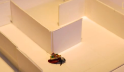 Gián robot có thể giúp cứu hộ thảm họa