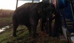 Hai chú voi gồng mình đỡ xe tải khỏi bị lật nhào