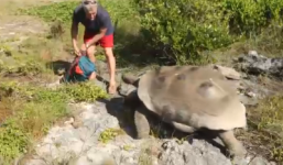 Rùa rượt đuổi người vì bị phá bĩnh cuộc 'yêu'