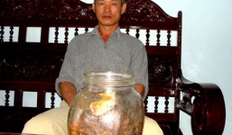 Sâm quý 800 tuổi chục tỉ bị lão nông ngâm rượu… uống chơi