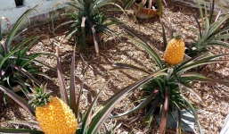 Tận mắt ngắm dứa vàng “đại gia” giá… 350 triệu/quả