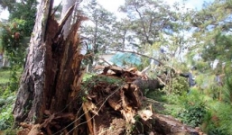 Một công an bị cây đè tử vong