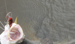 Câu cá nhỏ 'được' cả cá khổng lồ