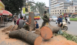 Vụ Hà Nội “xẻ thịt” cây xanh: Quýt làm cam chịu?