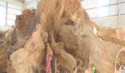 Mãn nhãn ngắm 'kỳ mộc' 400 năm tuổi, trả 12 tỷ không bán