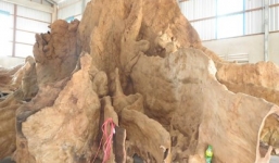 Bộ rễ cây 'khủng' nặng 25 tấn: Đại gia Đà Nẵng trả 30 tỷ không bán