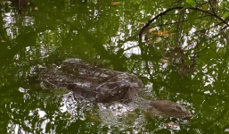 Thực hư thông tin cụ rùa hồ Gươm vừa qua đời