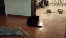 Đàn chó hoang tập trung dự đám tang người thường cho chúng ăn