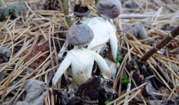 Phát hiện loài nấm có hình thù giống con người