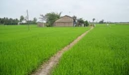 Phát hiện một thanh niên gục chết bên ruộng lúa với nhiều vết thương ở cổ