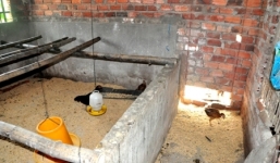 Vụ 1.250 con gà hộ nghèo đi 'lạc': Đã có kết luận chính thức