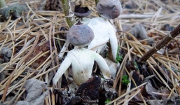 Xuất hiện cây nấm hình người đàn ông 