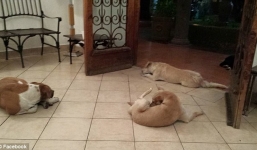 Video: Xúc động khoảnh khắc bầy chó đi lạc tới đưa tang ân nhân