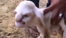 Cừu có đầu giống hệt người kỳ dị 